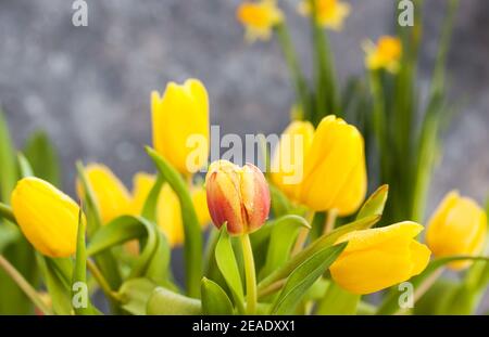 Spring yellow tulips bouquet on gray background Stock Photo