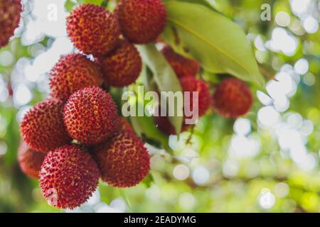 Close up ripe lychee fruits on tree in the plantation,Thailand Stock Photo