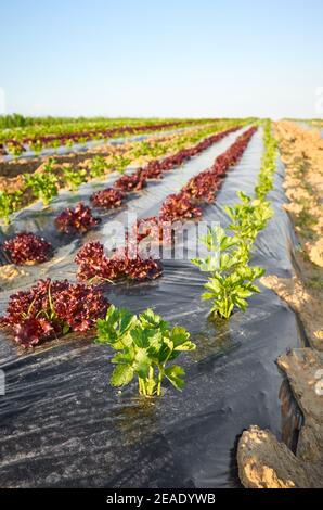 Organic vegetable farm field with patches covered with plastic mulch, selective focus. Stock Photo