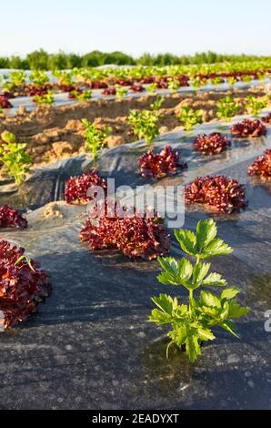 Organic vegetable farm field with patches covered with plastic mulch at sunset, selective focus. Stock Photo