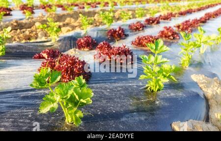 Organic vegetable farm field with patches covered with plastic mulch, selective focus. Stock Photo