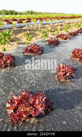 Organic vegetable farm field with patches covered with plastic mulch at sunset, selective focus. Stock Photo