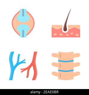 Human organs icon set in flat style. Blood vessels, knee joint, vertebra and skin symbols. Vector illustration. Stock Vector