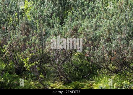 Bergkiefer, Berg-Kiefer, Latsche, Latschenkiefer, Bergföhre, Legföhre, Legkiefer, Krummholzkiefer, Krummholz-Kiefer, Kiefer, Krüppelkiefer, Pinus mugo Stock Photo