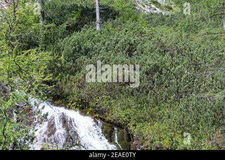 Bergkiefer, Berg-Kiefer, Latsche, Latschenkiefer, Bergföhre, Legföhre, Legkiefer, Krummholzkiefer, Krummholz-Kiefer, Kiefer, Krüppelkiefer, Pinus mugo Stock Photo