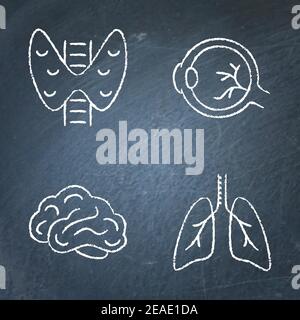Human internal organs icon sketch set on chalkboard. Thyroid, eyeball, brain and lungs symbols. Vector illustration. Stock Vector