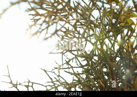 Thuja branches in sunlight, close up and space for text Stock Photo