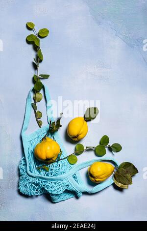 Three quince apple fruits, quince tree branches and blue mesh bag on blue. Directly above view. Fruits and leaves have natural imperfections, spots an Stock Photo