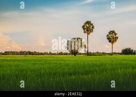 Landscape rice fields with sugar palm tree in the evening. Stock Photo