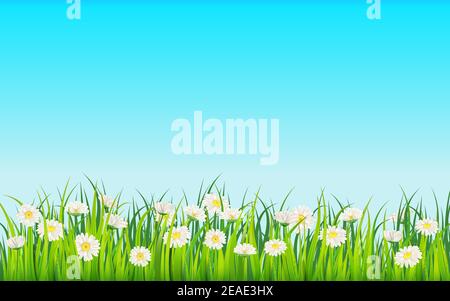 Spring field of flowers of daisies, chamomile and green juicy grass, meadow. Vector, illustration, isolated, template, banner, flyer Stock Vector