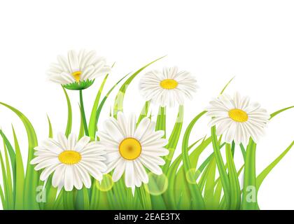 Fresh spring juicy chamomile flowers and green grass, vector, template, illustration, isolated Stock Vector