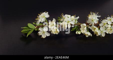 Isolated branch with cherry blossom, cherry tree white flowers on black background. Stock Photo