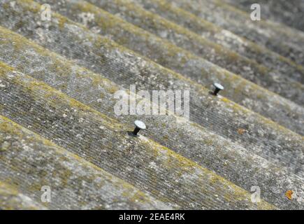 A close-up on old asbestos roof covered with moss and lichen with nails almost pulled out. Stock Photo