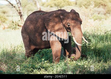 Lonely young bush elephant cow portrait in the Tarangire National Park, Tanzania. African savanna elephant - the largest living terrestrial animal. An