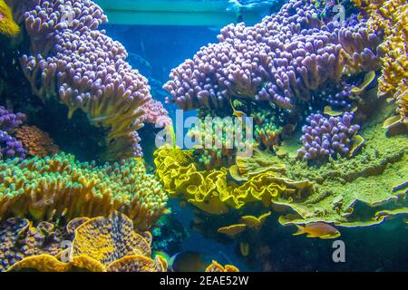 aquarium inside of the oceanographic museum in Monaco Stock Photo