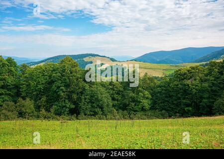 summer landscape of carpathian mountains. beautiful scenery in the morning. beech forest and grassy alpine meadows on the hills of chornohora ridge. b Stock Photo