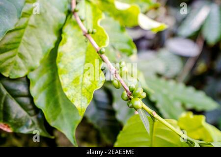 Unripe coffee berries still on coffee plant Stock Photo