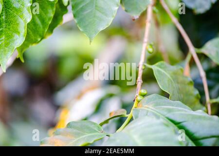 Unripe coffee berries still on coffee plant Stock Photo