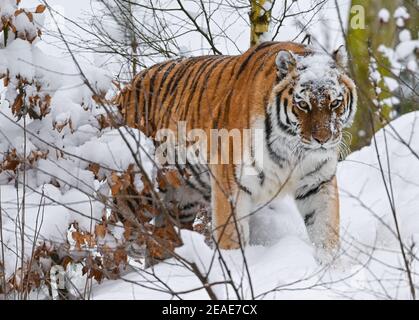 Eberswalde, Germany. 09th Feb, 2021. Siberian tiger Eva walks through the snow in the wintry outdoor enclosure of Eberswalde Zoo. Currently, the zoo is still closed due to Corona requirements. On about 15 hectares of zoo area live 1160 animals. Credit: Patrick Pleul/dpa-Zentralbild/ZB/dpa/Alamy Live News Credit: dpa picture alliance/Alamy Live News Stock Photo