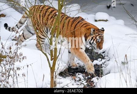 Eberswalde, Germany. 09th Feb, 2021. Siberian tiger Eva walks through the snow in the wintry outdoor enclosure of Eberswalde Zoo. Currently, the zoo is still closed due to Corona requirements. On about 15 hectares of zoo area live 1160 animals. Credit: Patrick Pleul/dpa-Zentralbild/ZB/dpa/Alamy Live News Credit: dpa picture alliance/Alamy Live News Stock Photo