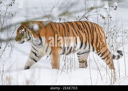 Eberswalde, Germany. 09th Feb, 2021. Siberian tiger Eva walks through the snow in the wintry outdoor enclosure of Eberswalde Zoo. Currently, the zoo is still closed due to Corona requirements. On about 15 hectares of zoo area live 1160 animals. Credit: Patrick Pleul/dpa-Zentralbild/ZB/dpa/Alamy Live News Credit: dpa picture alliance/Alamy Live News Stock Photo