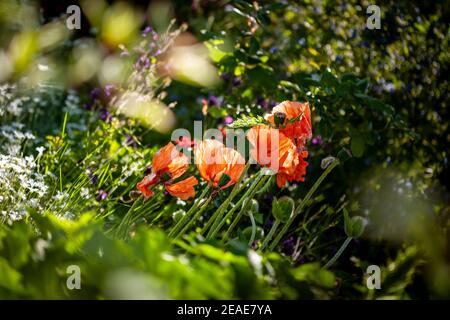 Poppies with orange petals in a garden Stock Photo