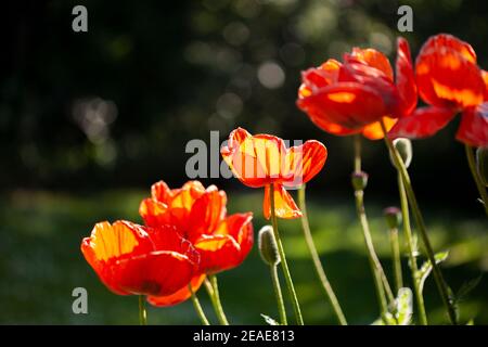 Poppies with orange petals in a garden Stock Photo