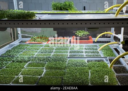 Urban microgreen farm. Eco-friendly small business. Baby leaves, phytolamp Stock Photo