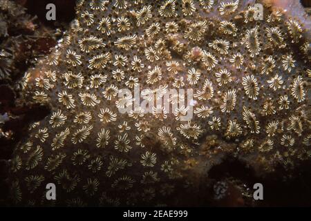 Star ascidian (Botryllus schlosseri) Outer Hebrides, UK. Stock Photo