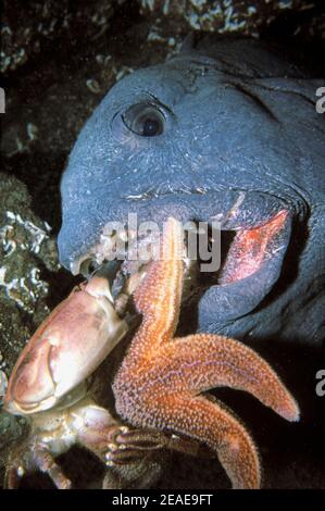 Wolffish (Anarhichas lupus) lunges at crab prey, UK. Stock Photo