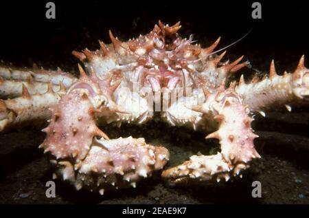 Northern stone crab (Lithodes maja) on the seabed, UK. Stock Photo