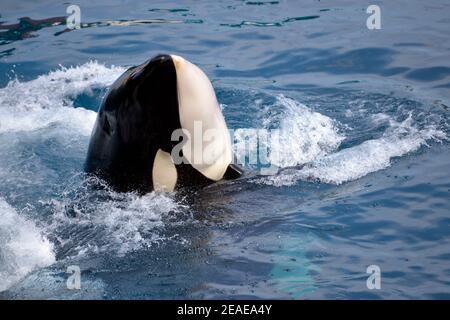 Head and fins of killer whale (Orcinus orca) in whirlpool water