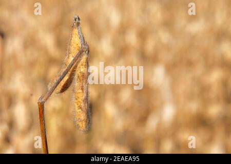 Mature soybean pods during the ripening period in yellow field. Soy agriculture. Harvesting. Stock Photo