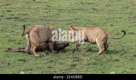 Two junvenile lions learning to hunt by playing with a dead wildebeest calf in Africa. Stock Photo
