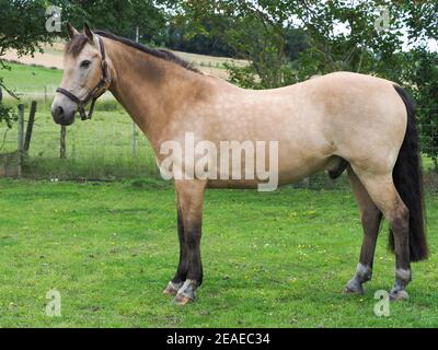 A pretty Dun horse stood up showing its conformation. Stock Photo