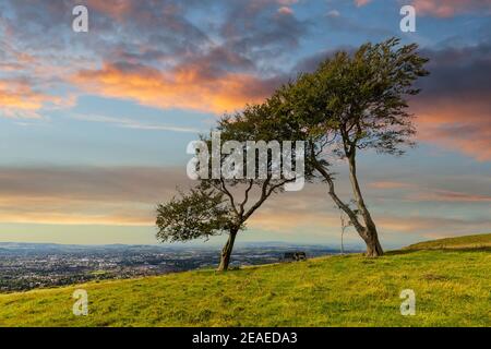 Windswept trees on Cleeve Hill with Cheltenham Spa in the distance, England Stock Photo