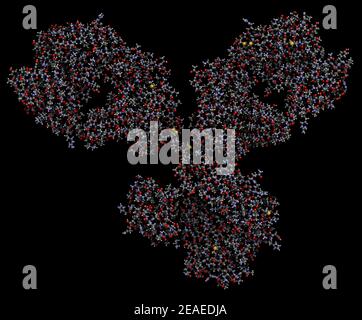 IgG1 monoclonal antibody (immunoglobulin). Many biotech drugs are antibodies. 3D rendering based on protein data bank entry 1igy. Ball-and-stick model Stock Photo