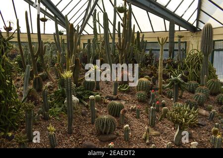 Various types of Cacti and Succulents in a greenhouse. Stock Photo