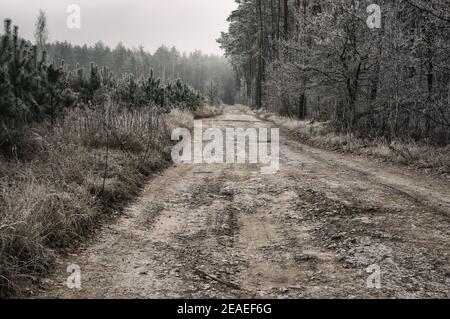 Mystical landscape with road through scary forest Stock Photo