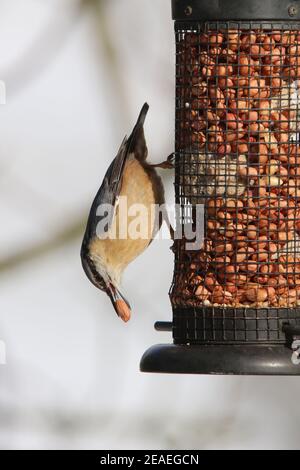 Brandsby, North Yorkshire, UK. 9th February, 2021. UK Weather: Nuthatch feeding in snow in North Yorkshire.9th February 2021. Credit: Matt Pennington/Alamy Live News Stock Photo