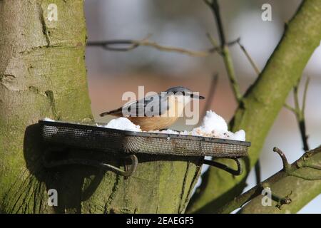 Brandsby, North Yorkshire, UK. 9th February, 2021. UK Weather: Nuthatch feeding in snow in North Yorkshire.9th February 2021. Credit: Matt Pennington/Alamy Live News Stock Photo