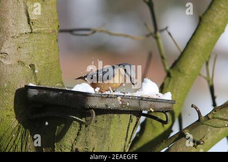 Brandsby, North Yorkshire, UK. 9th February, 2021. UK Weather: Nuthatch feeding in snow in North Yorkshire.9th February 2021. Credit: Matt Pennington/Alamy Live News Stock Photo