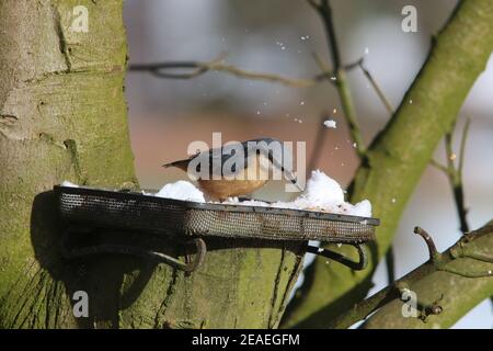 Brandsby, North Yorkshire, UK. 9th February, 2021. UK Weather: Nuthatch feeding in snow in North Yorkshire.9th February 2021. Credit: Matt Pennington/Alamy Live News Stock Photo