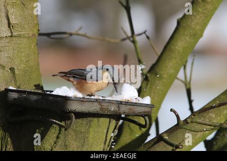 Brandsby, North Yorkshire, UK. 9th February, 2021. UK Weather: Nuthatch feeding in snow in North Yorkshire.9th February 2021. Credit: Matt Pennington/Alamy Live News Stock Photo