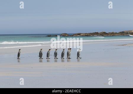 King Penguin, Aptenodytes patagonicus, group walking up beach at Volunteer Point Stock Photo