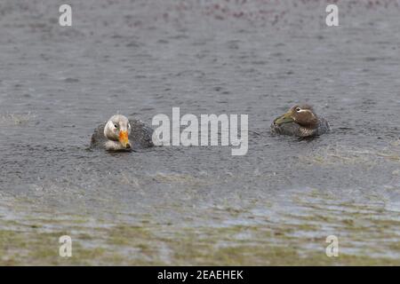 Flying Steamer Duck, Tachyeres patachonicus, pair on freshwater lake Stock Photo