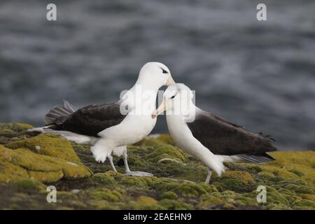 Black-browed Albatross, Thalassarche melanophris, pair bonding Stock Photo