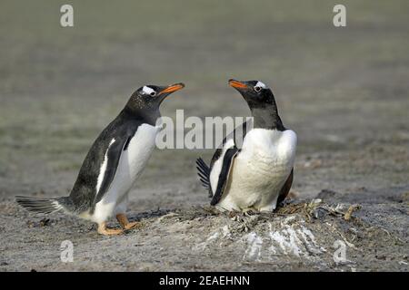 Gentoo Penguin, Pygoscelis papua, pair at nest changeover Stock Photo