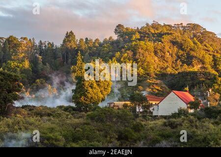 Steam rises from geothermal hot springs in the forest at Whakarewarewa Village, Rotorua, New Zealand Stock Photo