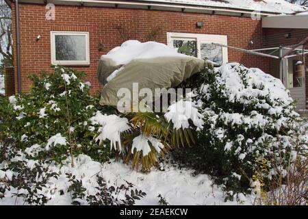 Dutch garden in winter with a windmill palm, Trachycarpus fortunei covered with special cloth against frost. Covered with snow. Netherlands, February. Stock Photo